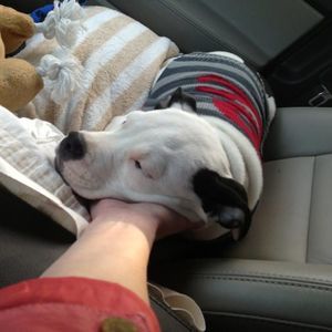 Meet your Posher, Rene